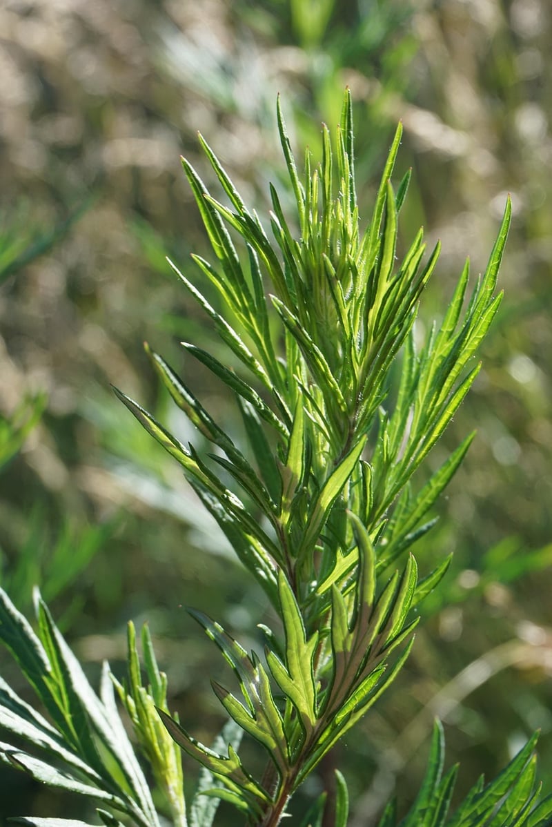 Shade-Loving Plants