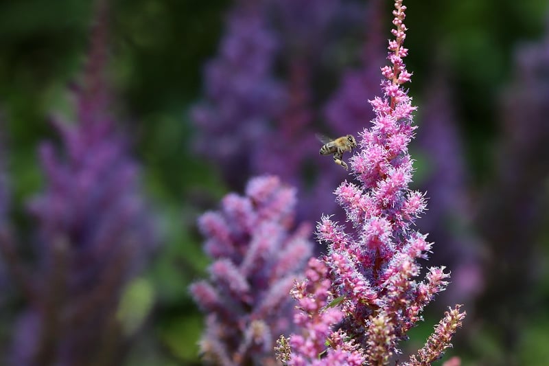 Astilbes