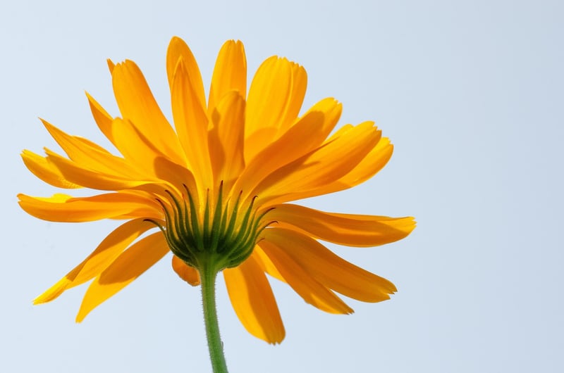 Marigolds