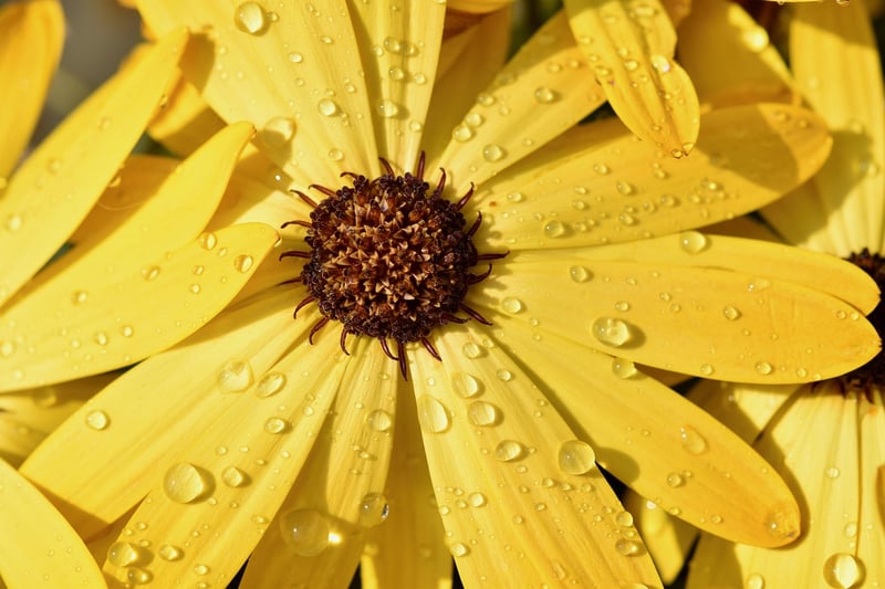 Rain Barrel in Garden
