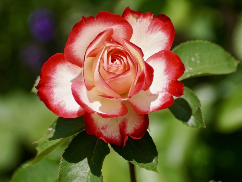 Rose Edible Flower